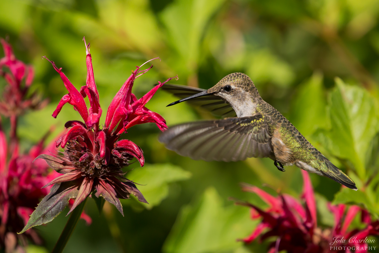 Black Chinned Hummingbird and Bee Balm | Shutterbug